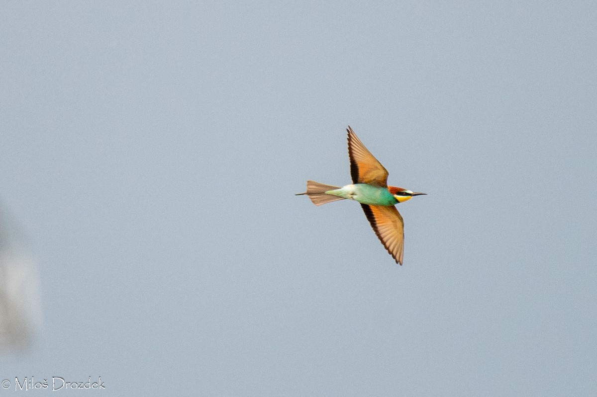 European Bee-eater - ML620545945