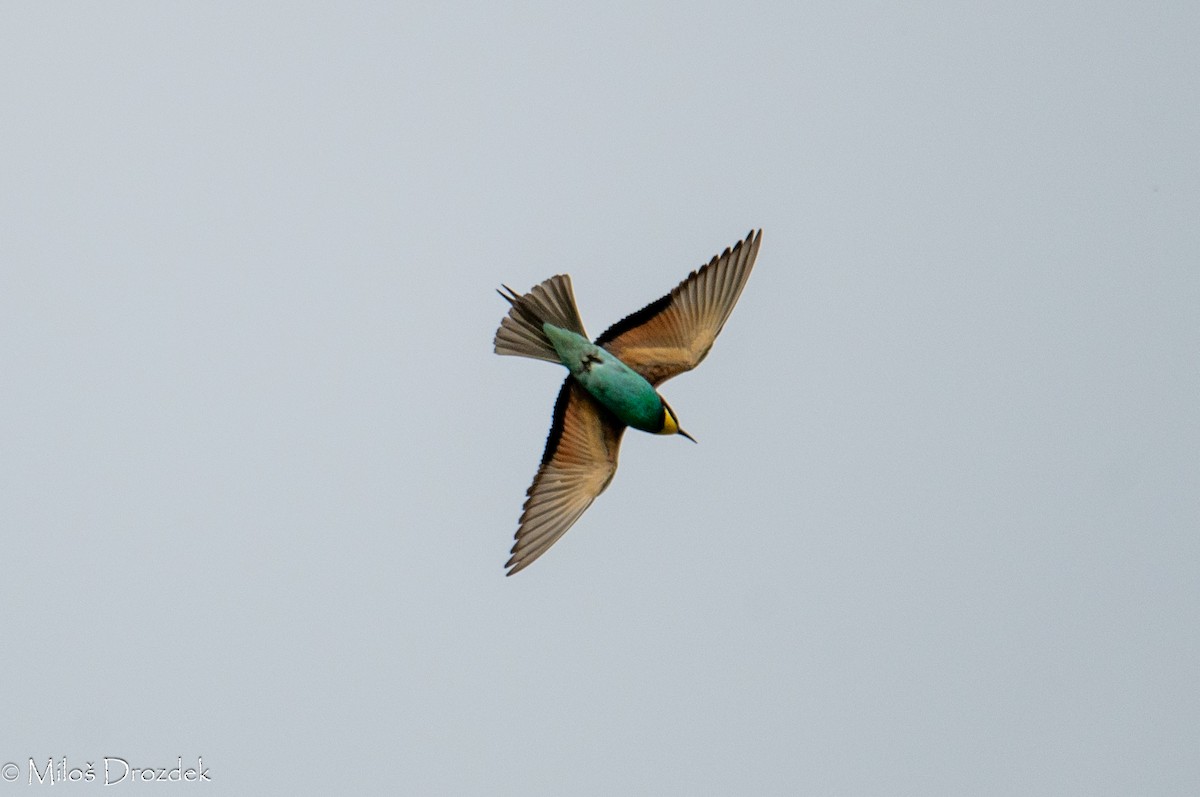 European Bee-eater - ML620545946