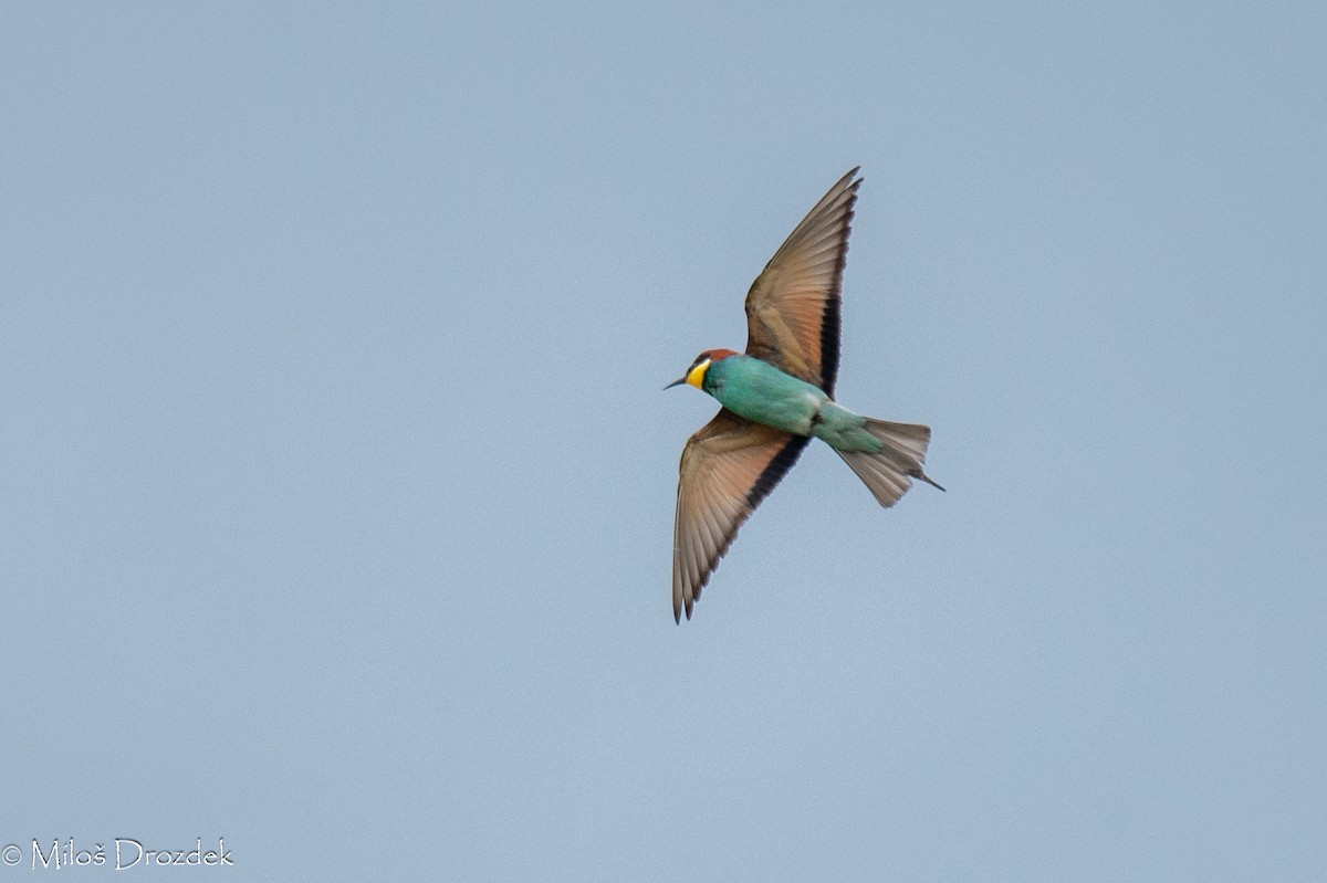 European Bee-eater - ML620545947
