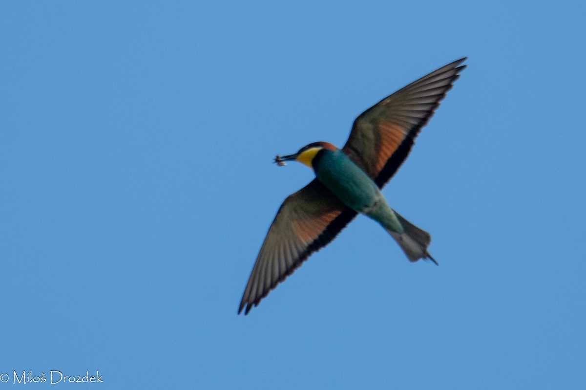 European Bee-eater - ML620545949