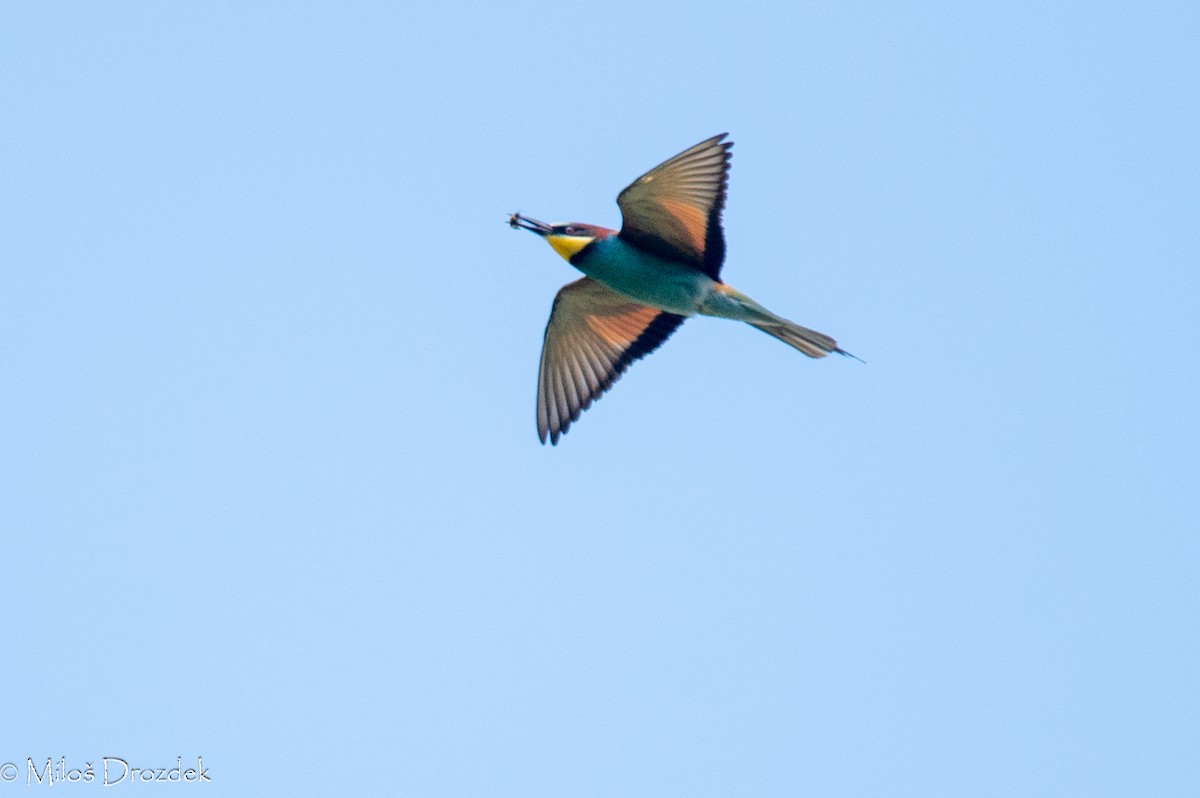 European Bee-eater - ML620545950
