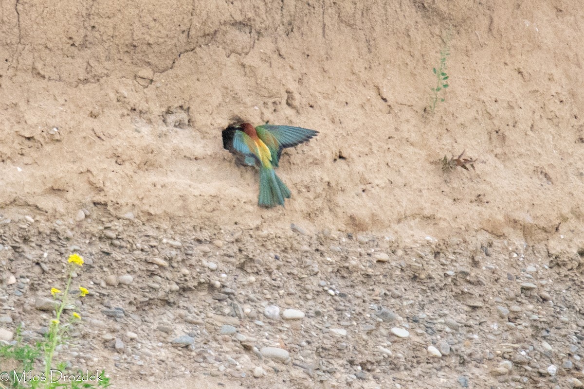 European Bee-eater - Miloš Drozdek