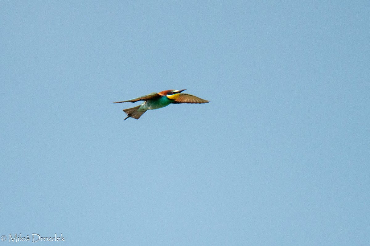 European Bee-eater - ML620545952