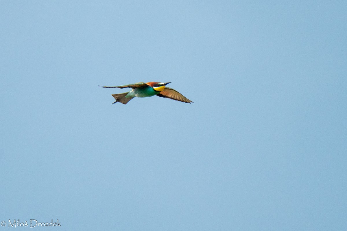 European Bee-eater - ML620545953