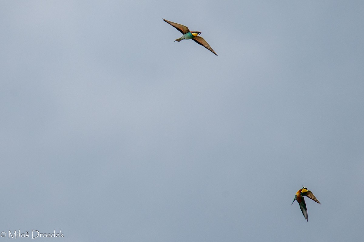 European Bee-eater - ML620545954