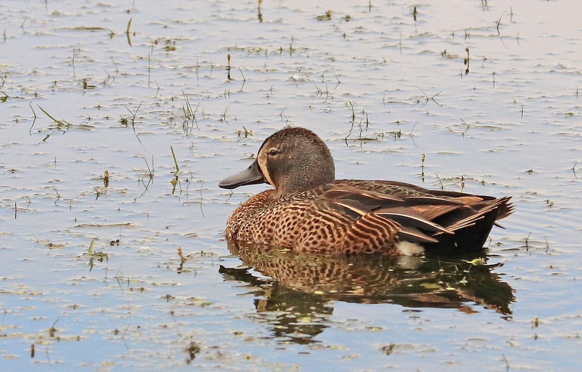 Blue-winged Teal - ML620545958