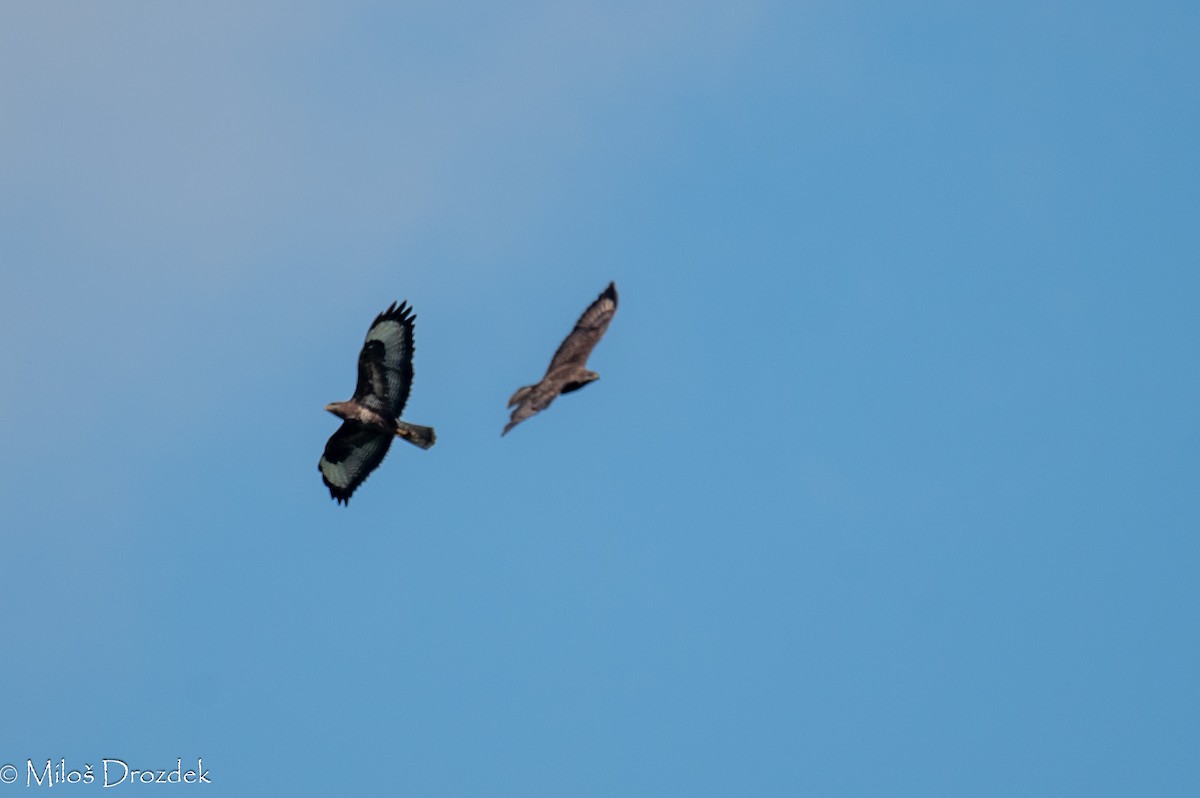 Common Buzzard - ML620545969