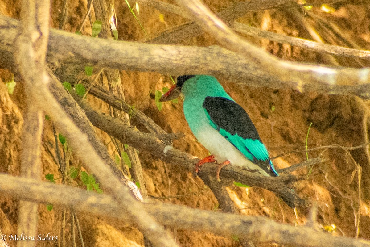 Blue-breasted Kingfisher - ML620545975