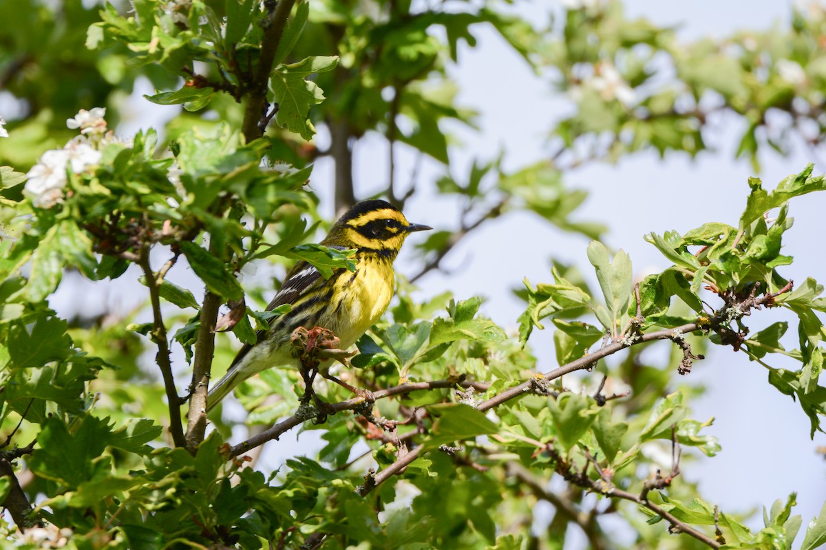 Townsend's Warbler - ML620545981