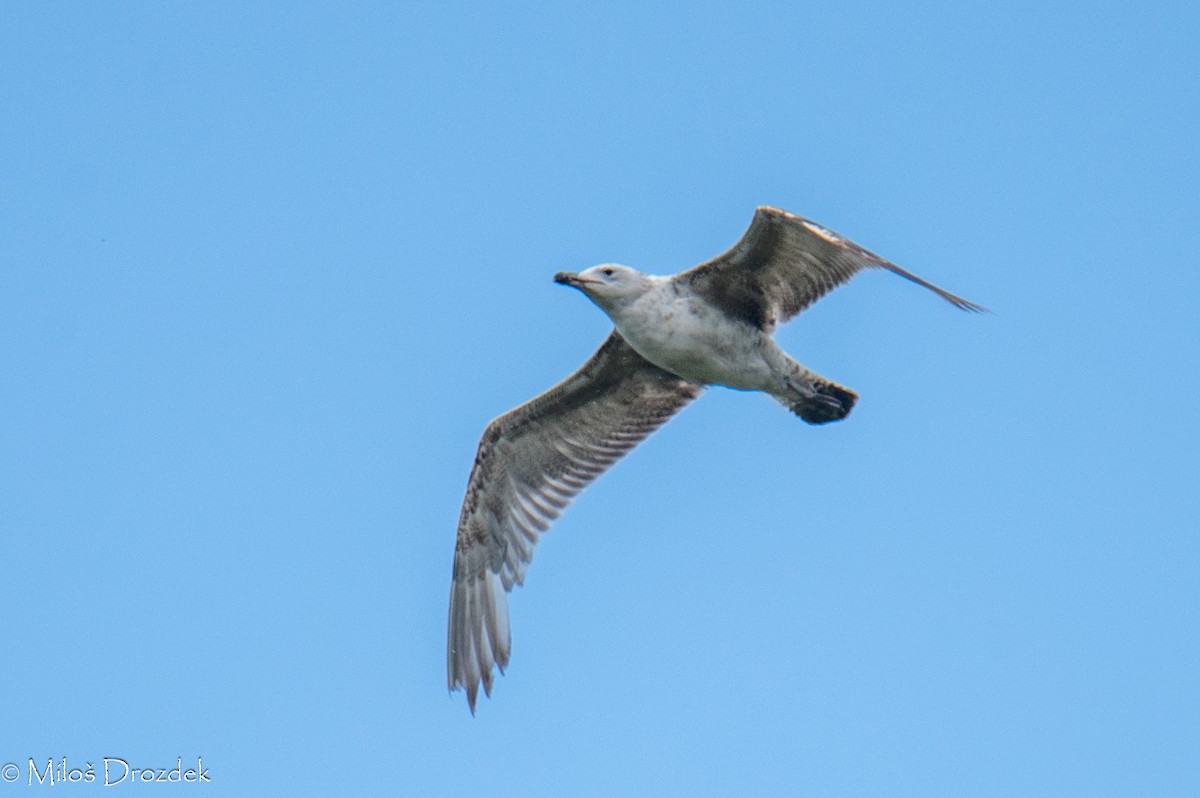 Gaviota del Caspio - ML620545986