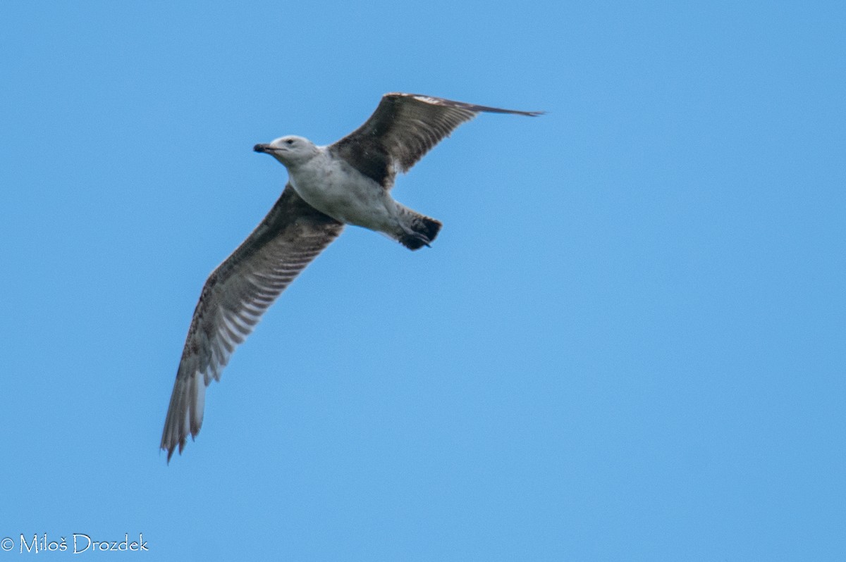 Caspian Gull - ML620545988