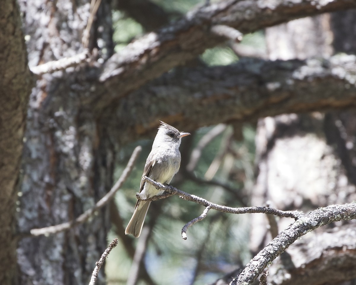 Greater Pewee - ML620545991