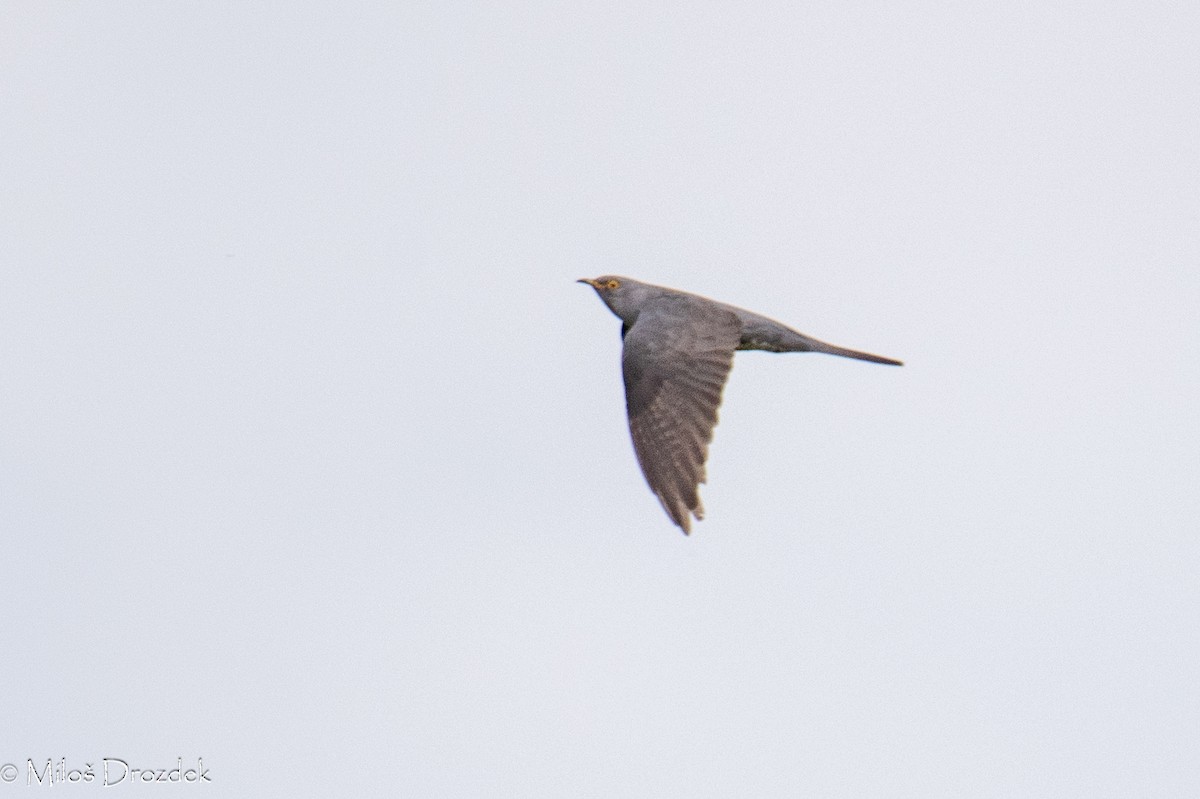 Common Cuckoo - ML620545993