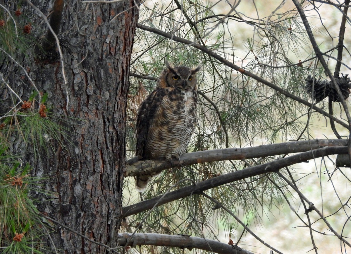 Great Horned Owl - ML620545996