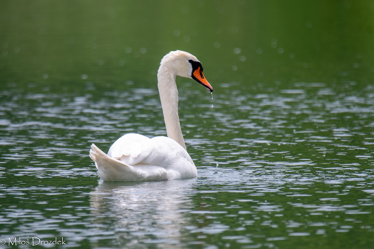 Cygne tuberculé - ML620546007