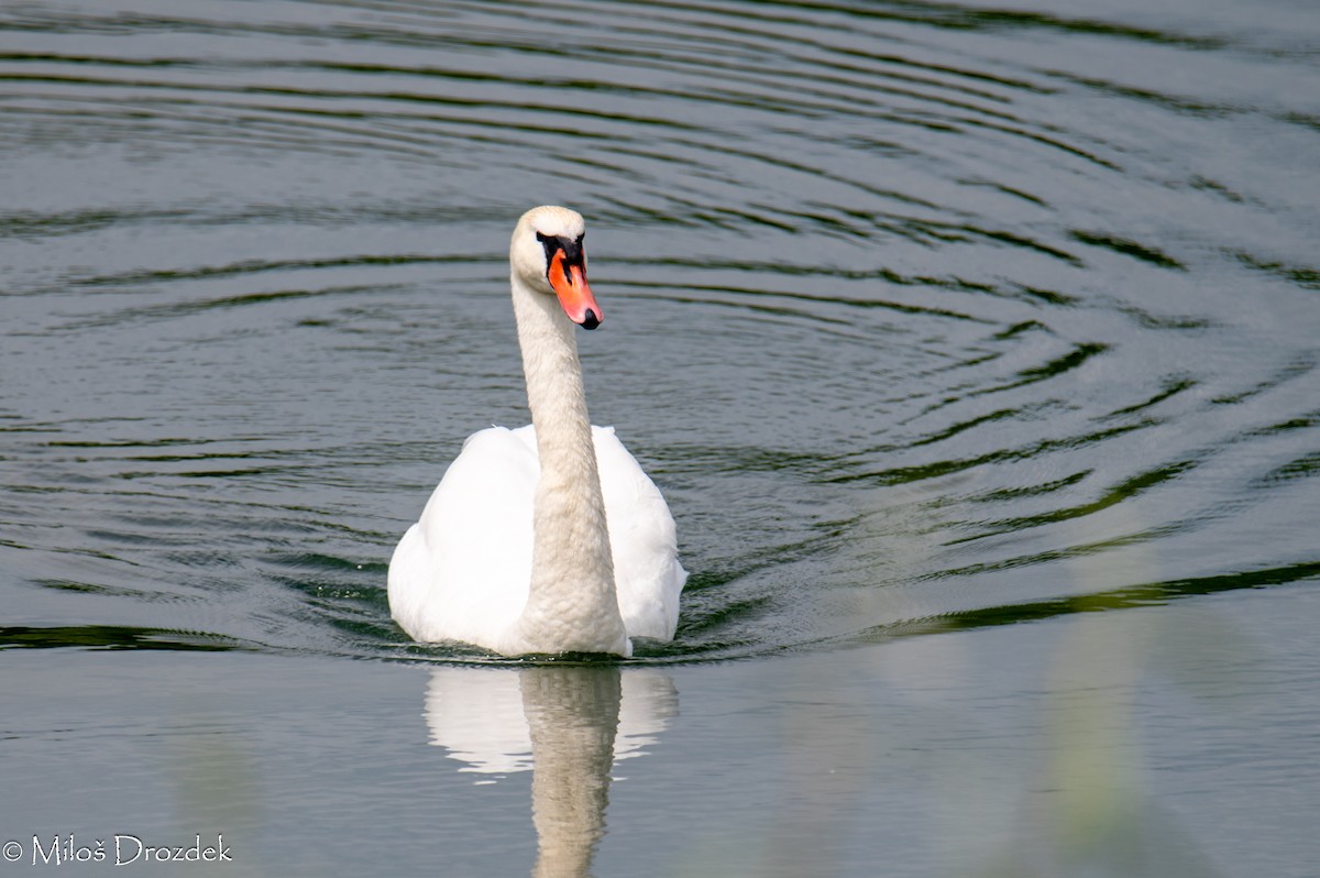 Mute Swan - Miloš Drozdek