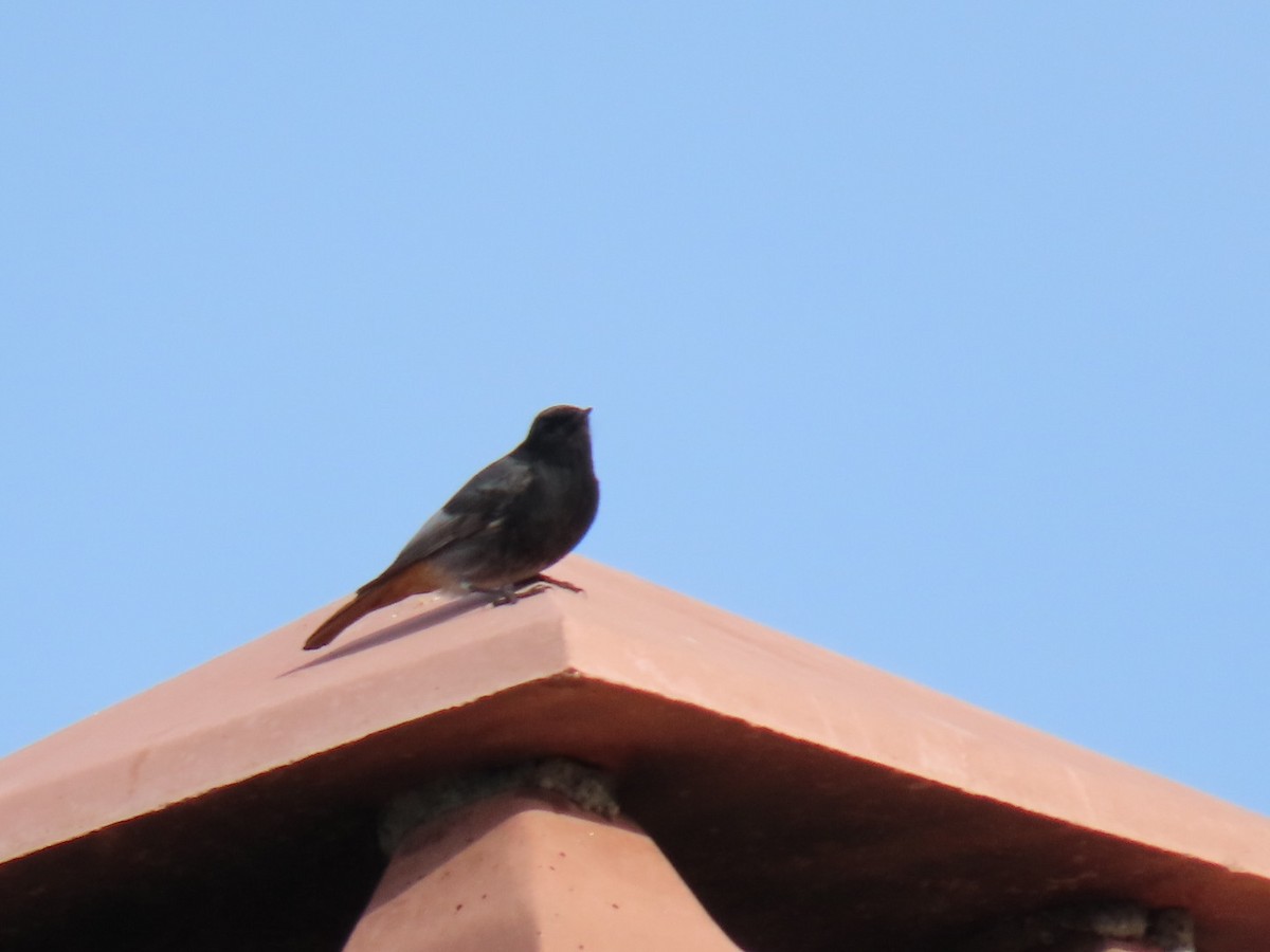 Black Redstart - ML620546024