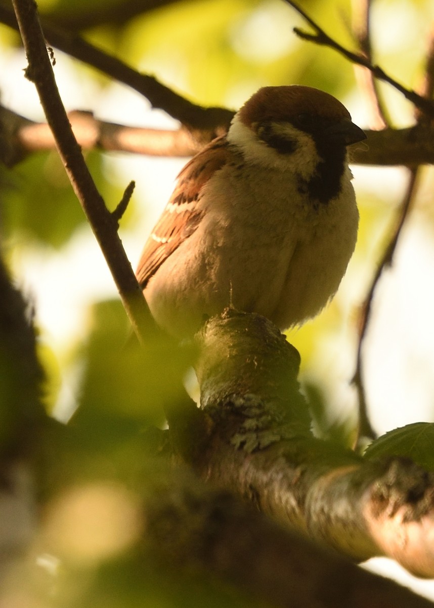 Eurasian Tree Sparrow - ML620546025