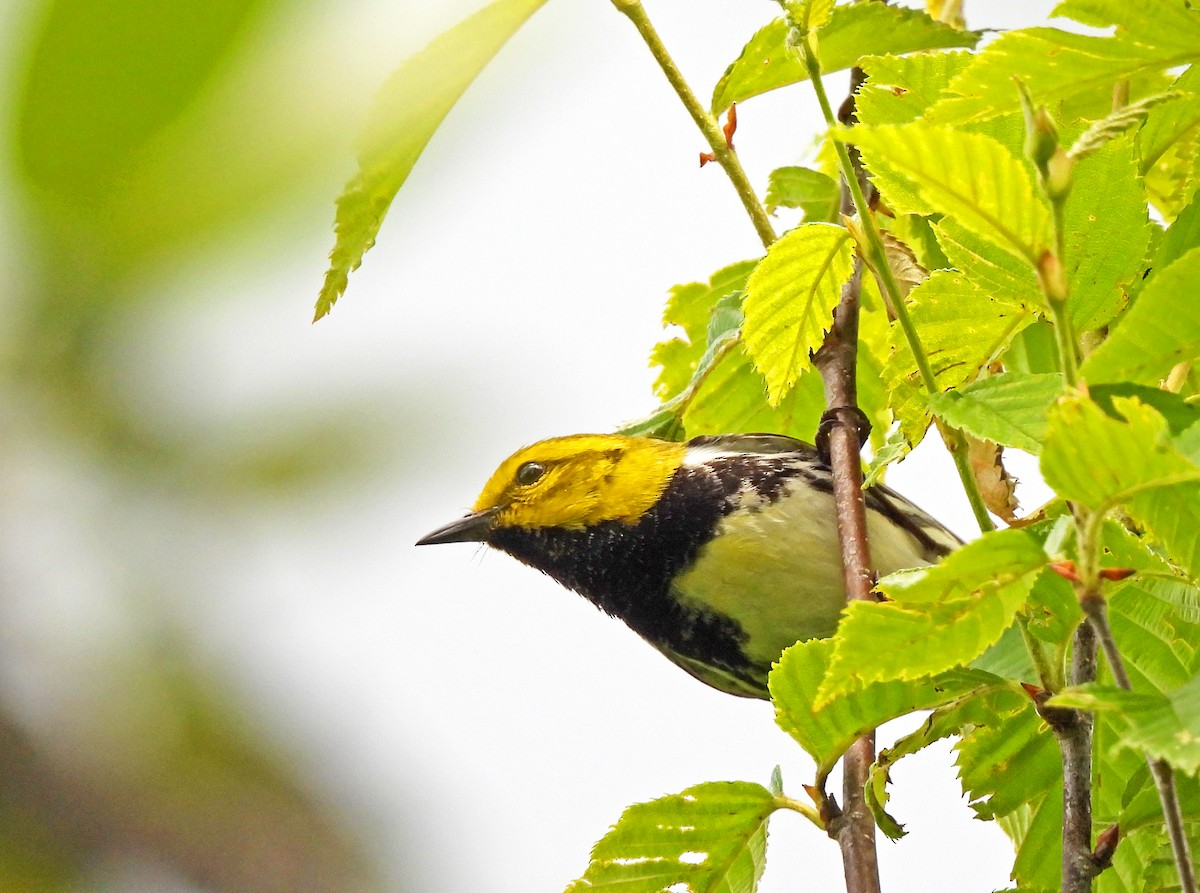 Black-throated Green Warbler - ML620546028