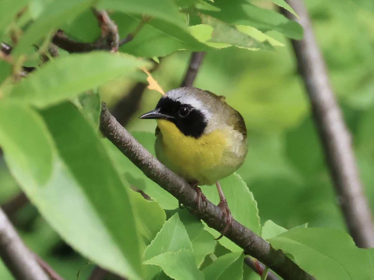 Common Yellowthroat - ML620546051