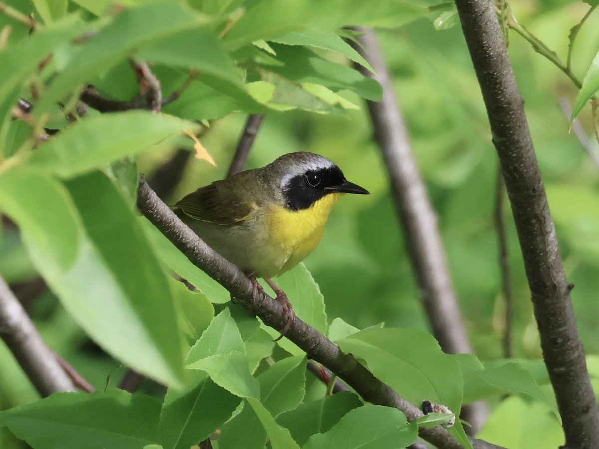 Common Yellowthroat - ML620546053