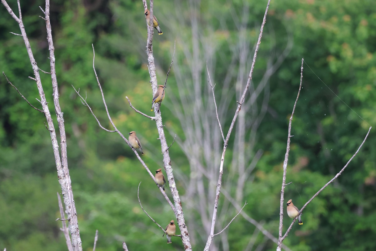 Cedar Waxwing - ML620546064