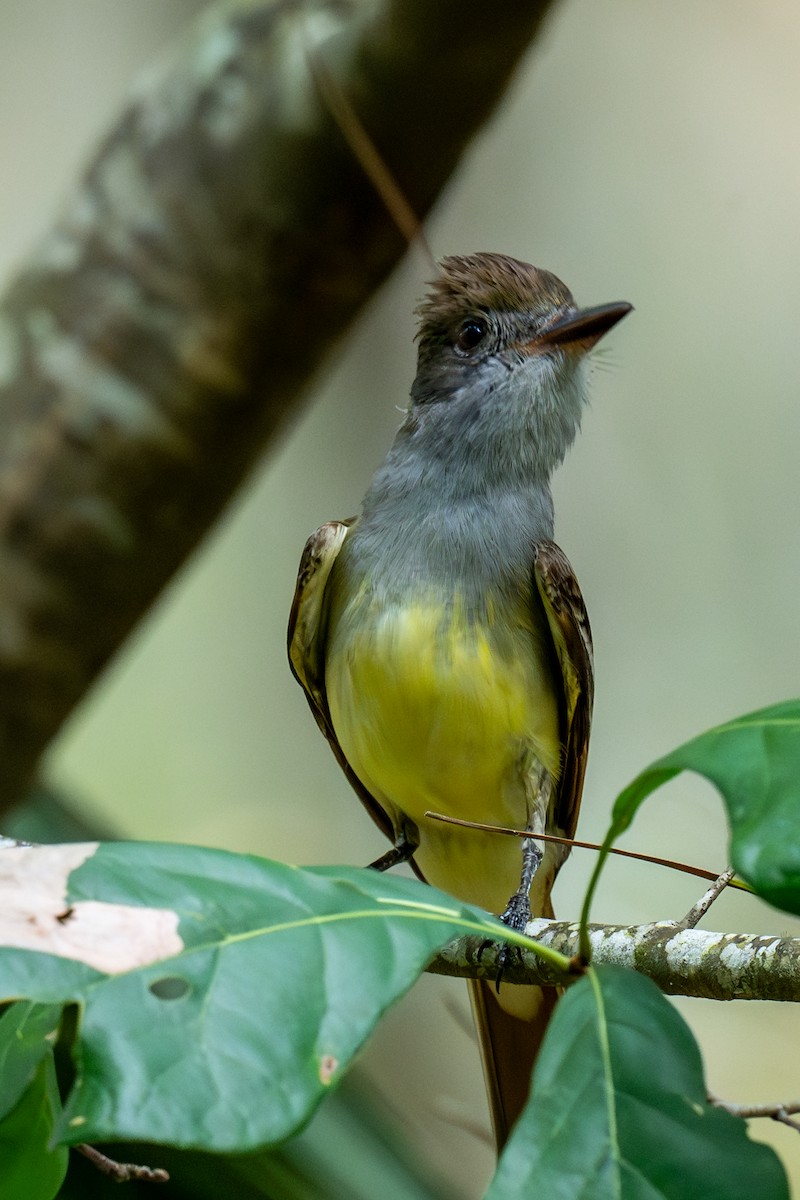 Great Crested Flycatcher - ML620546068