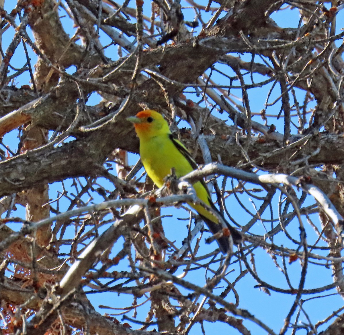 Western Tanager - ML620546071