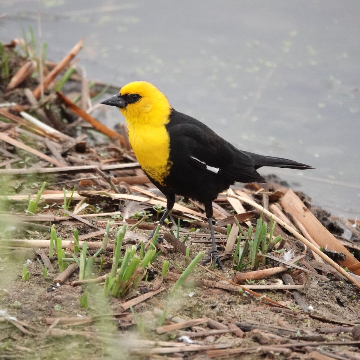 Yellow-headed Blackbird - ML620546072