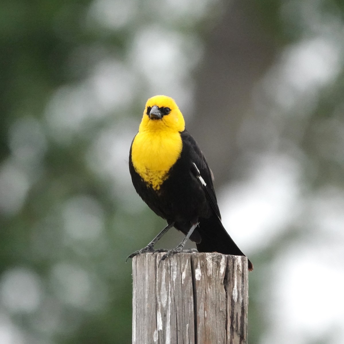 Yellow-headed Blackbird - ML620546075