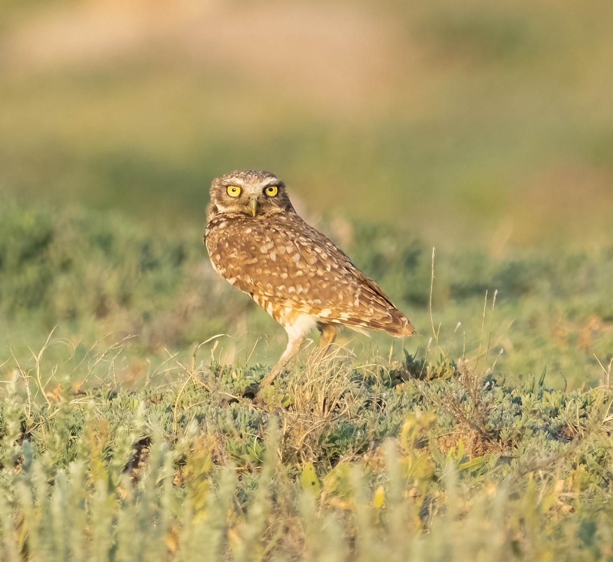 Burrowing Owl - ML620546078