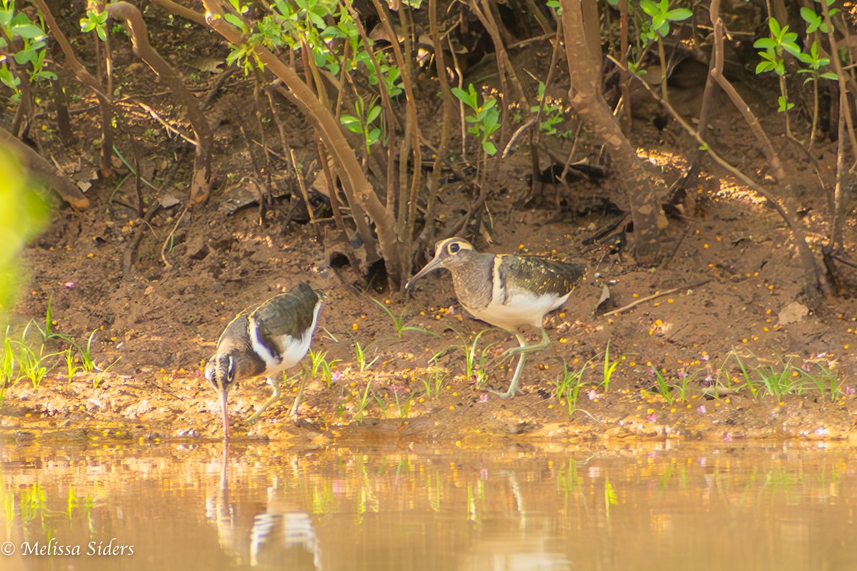 Greater Painted-Snipe - ML620546080