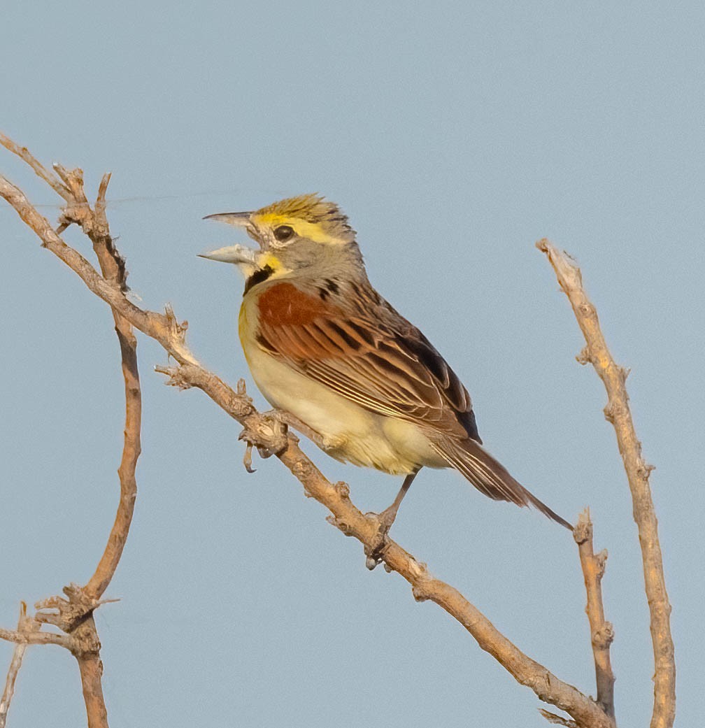 Dickcissel - ML620546084