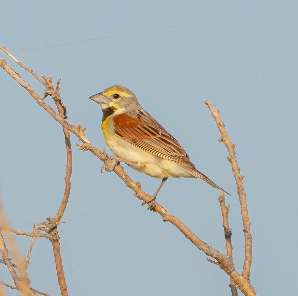 Dickcissel - ML620546086