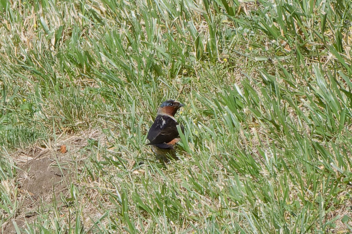 Cliff Swallow - ML620546090