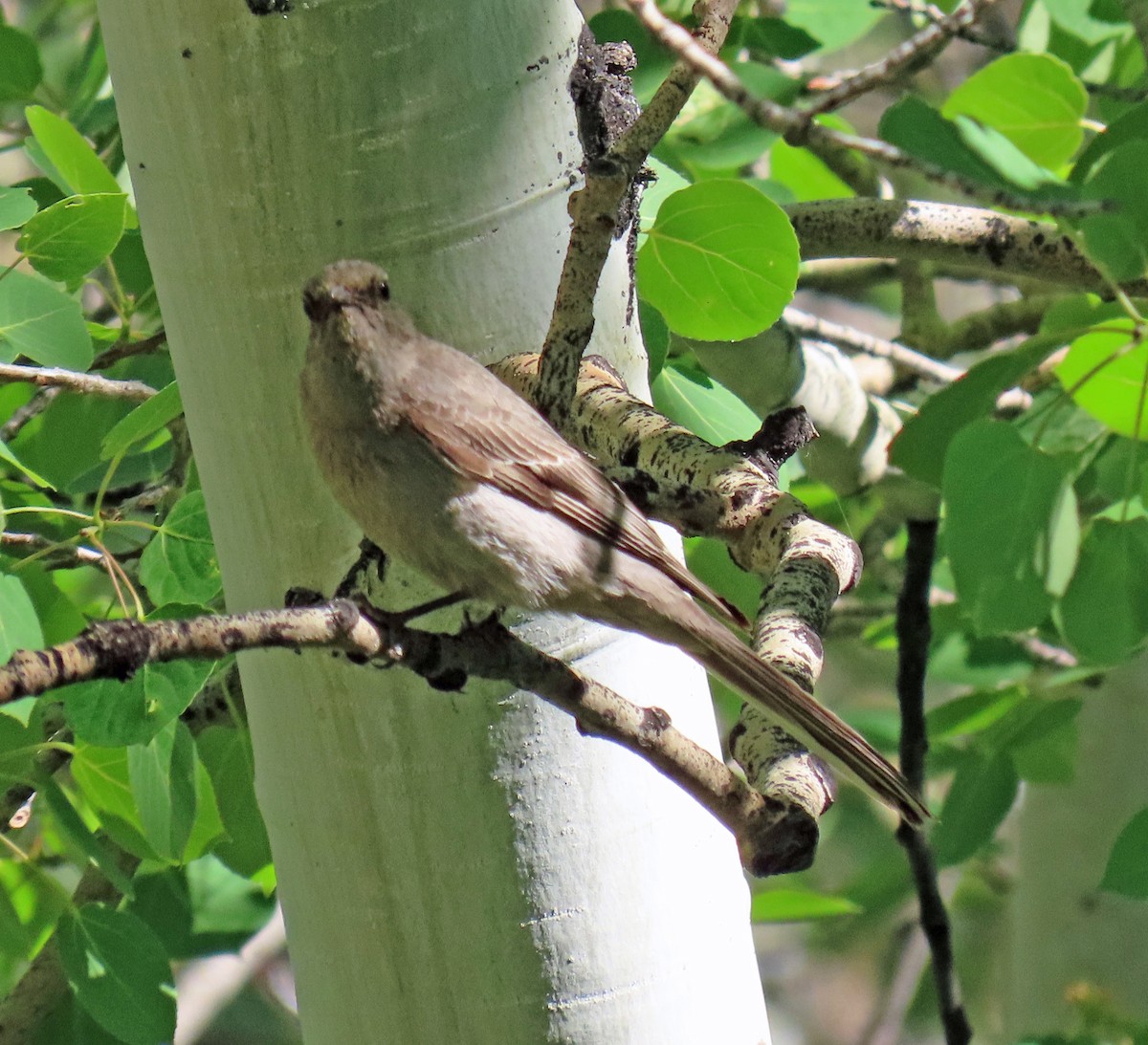 Townsend's Solitaire - ML620546091