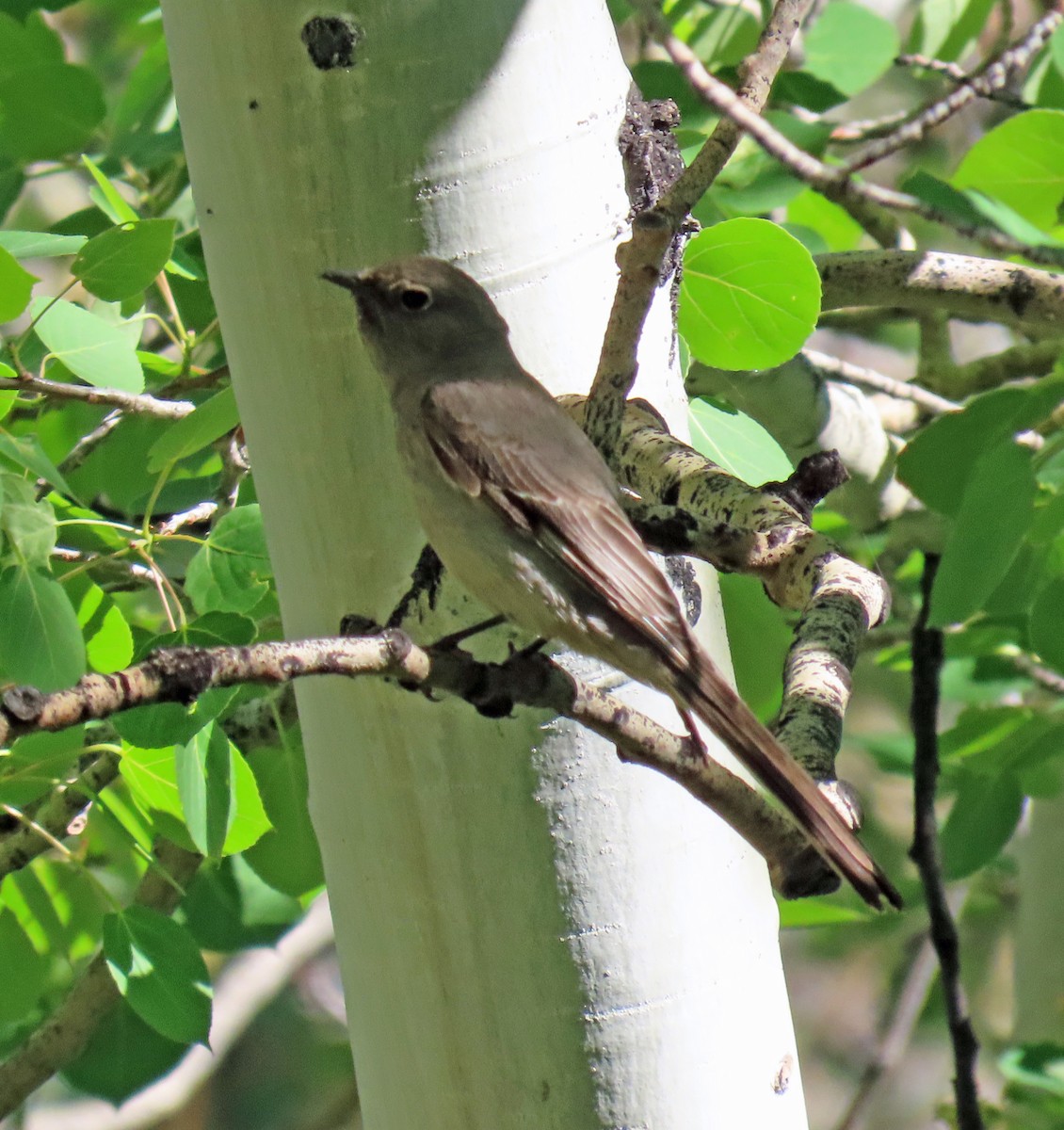 Townsend's Solitaire - ML620546092