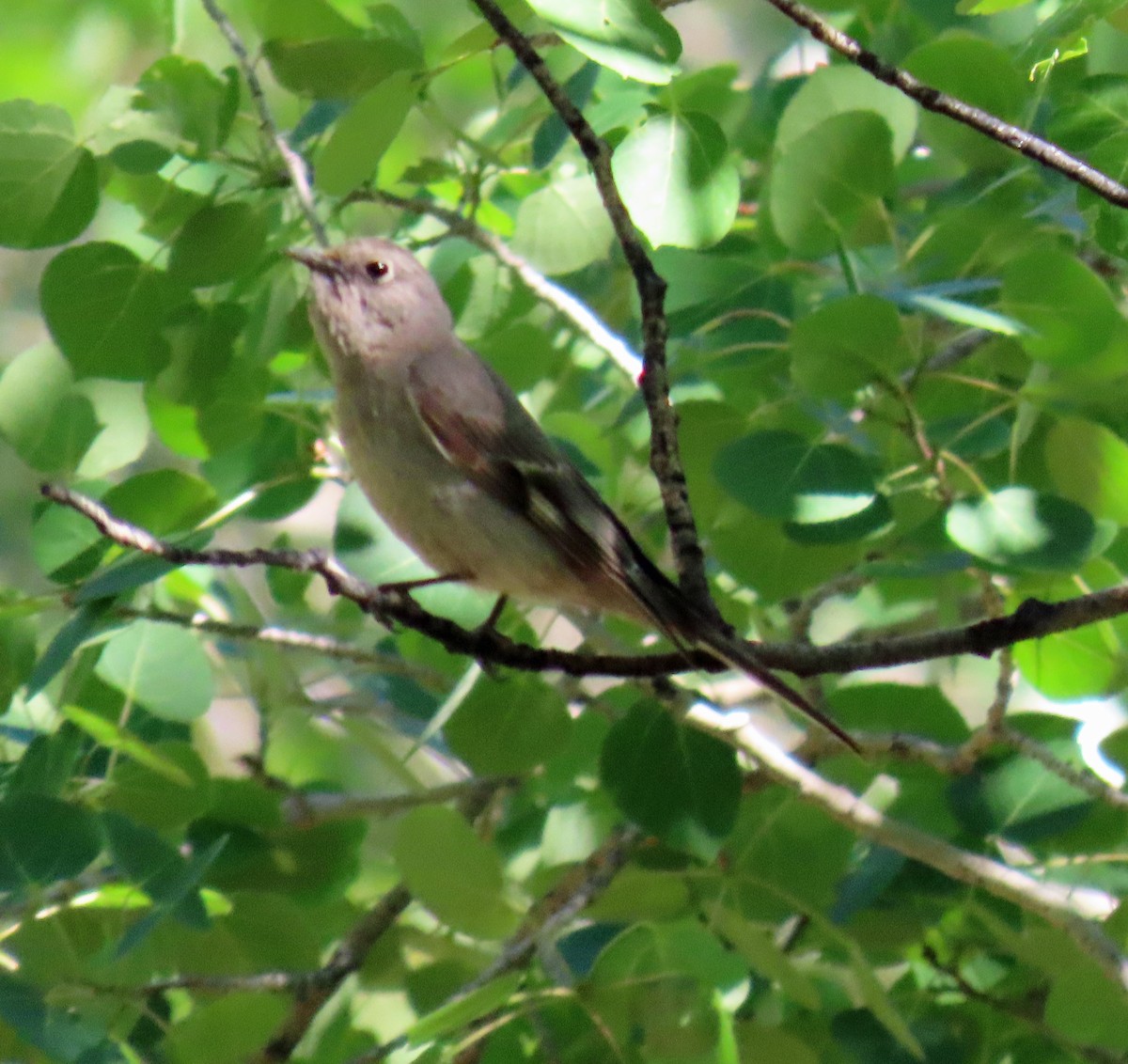 Townsend's Solitaire - ML620546093