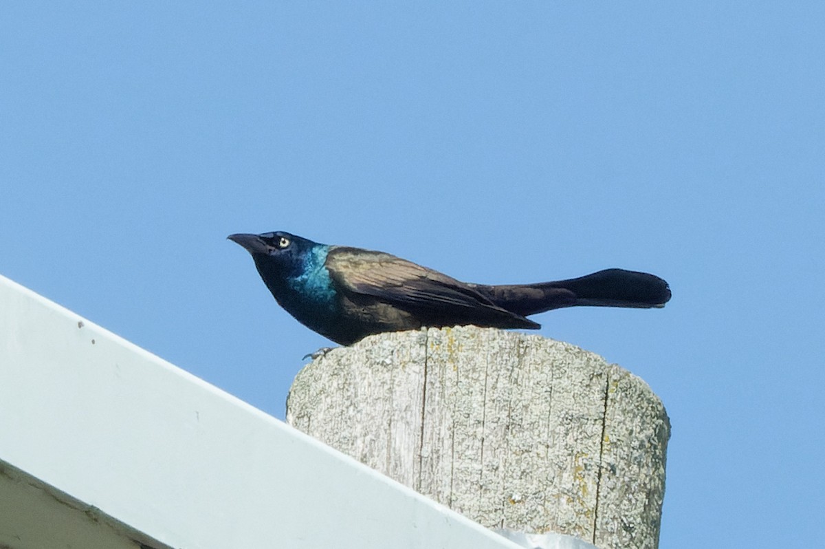 Common Grackle - ML620546094