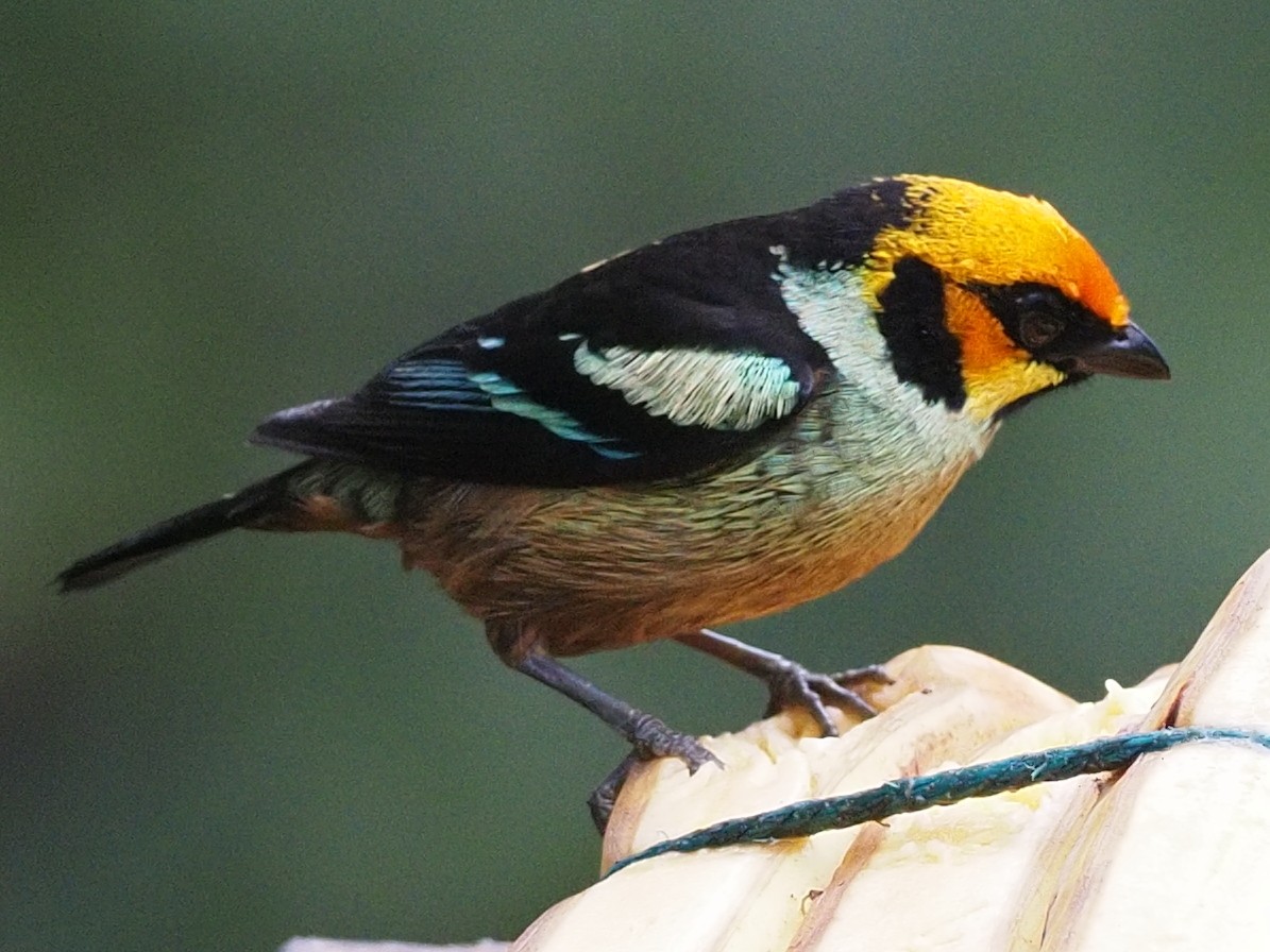 Flame-faced Tanager - ML620546096