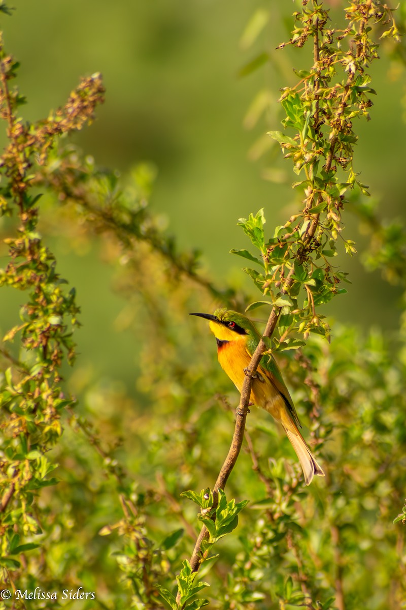 Little Bee-eater - ML620546100