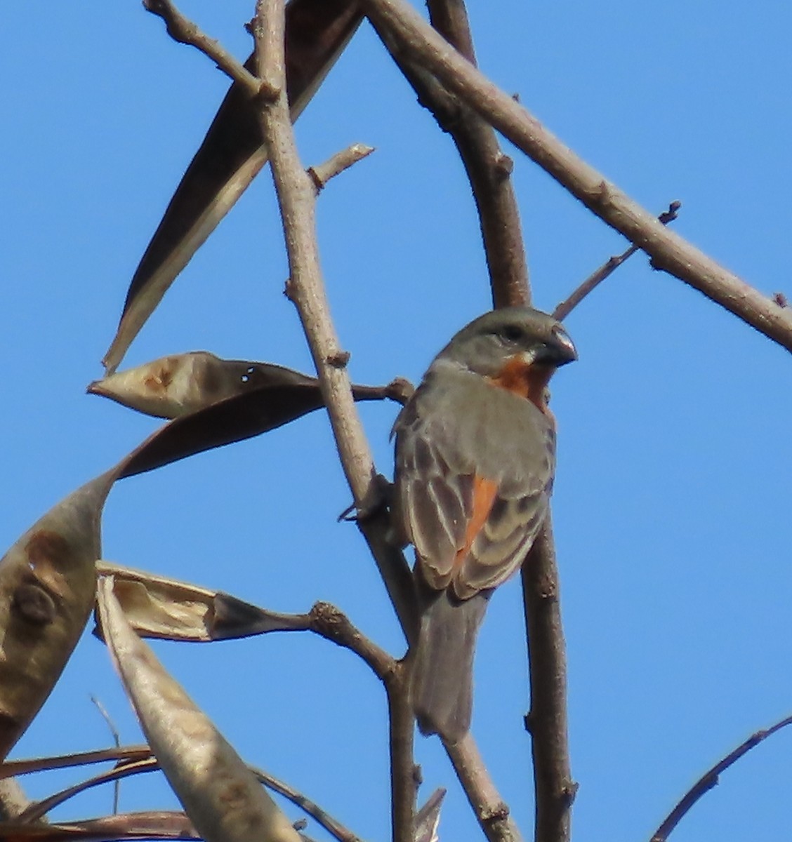 Ruddy-breasted Seedeater - ML620546106