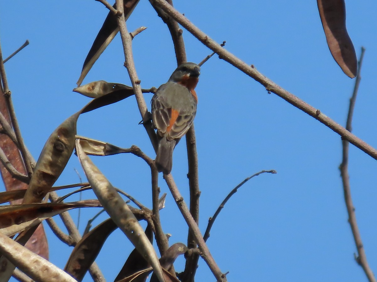 Ruddy-breasted Seedeater - ML620546107