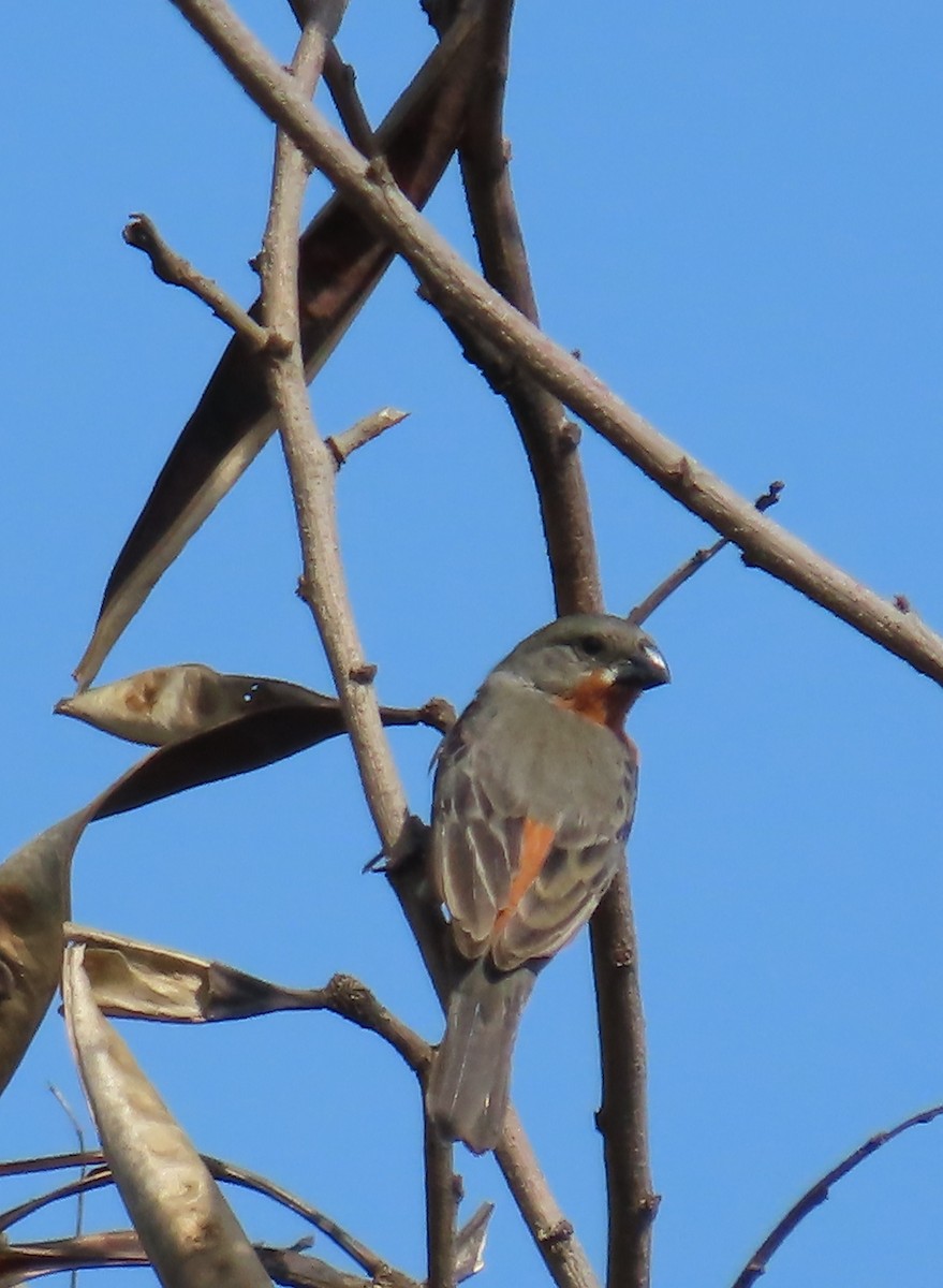 Ruddy-breasted Seedeater - ML620546108