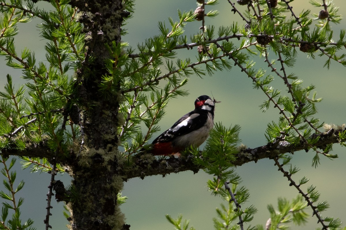 Great Spotted Woodpecker - ML620546111