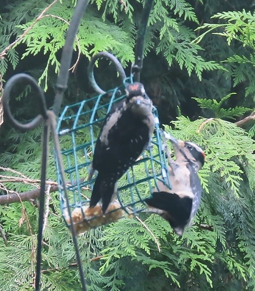 Hairy Woodpecker (Pacific) - ML620546116