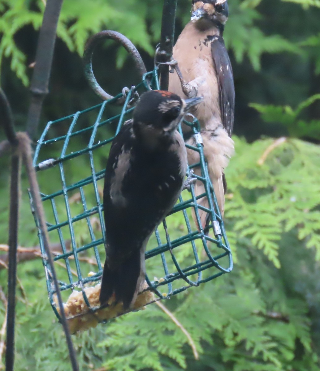 Hairy Woodpecker (Pacific) - ML620546117