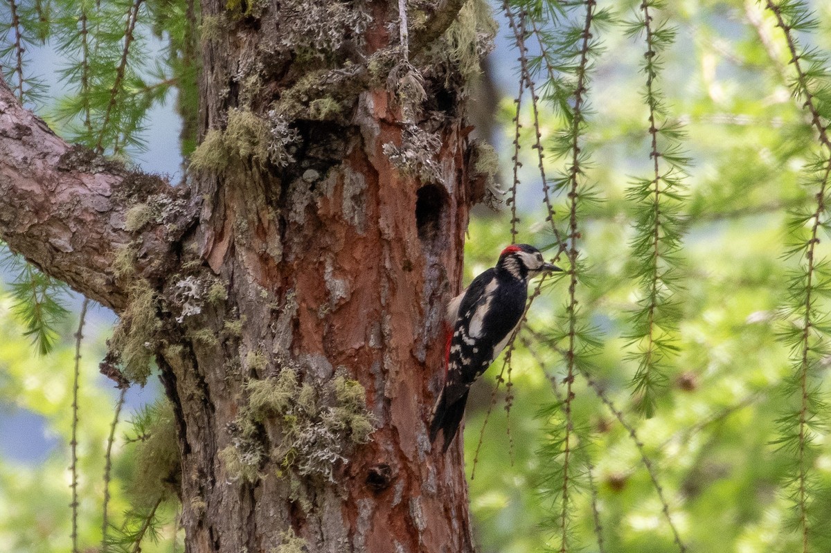 Great Spotted Woodpecker - ML620546118