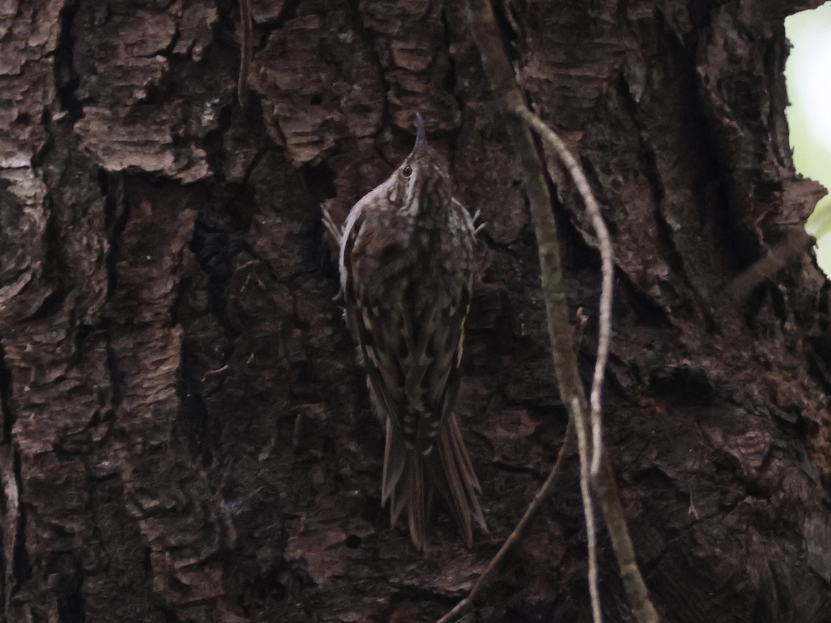 Brown Creeper - ML620546119