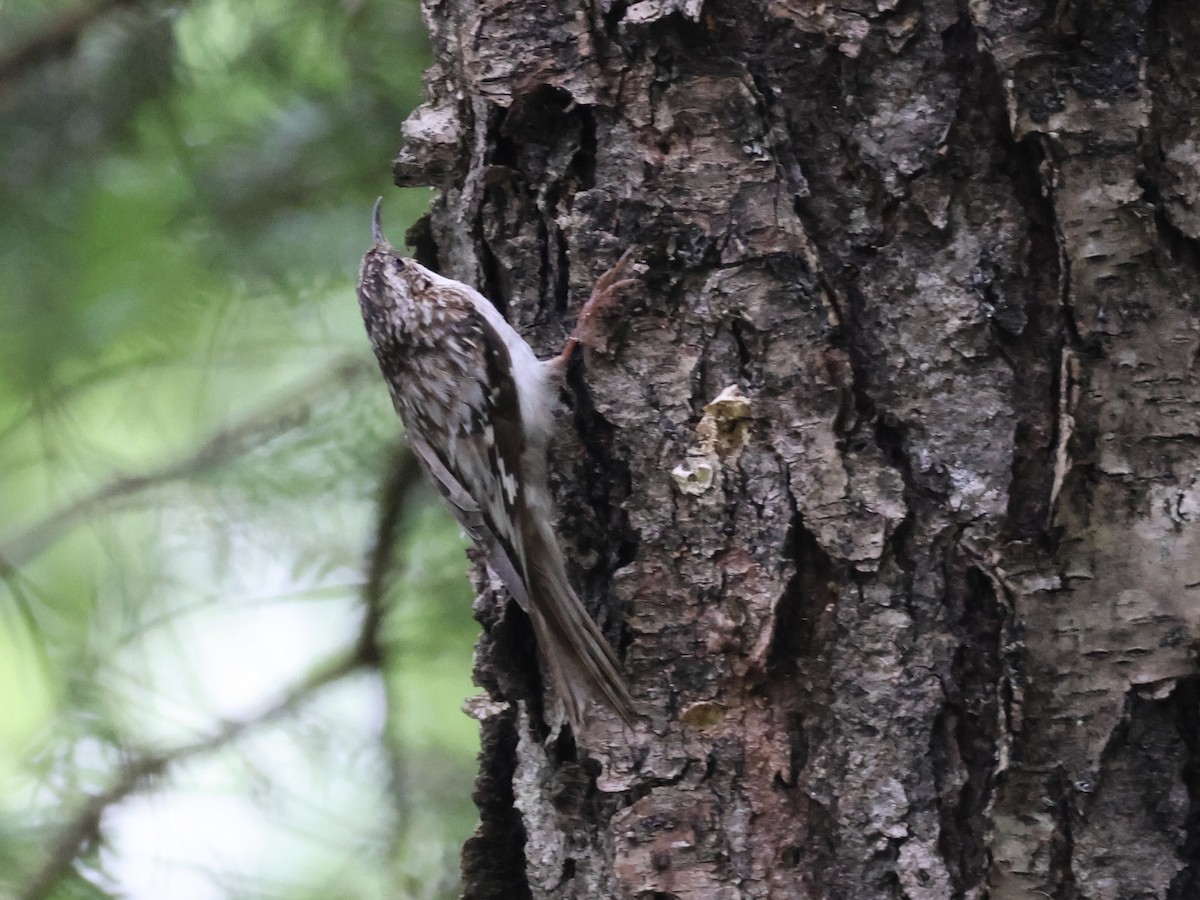 Brown Creeper - ML620546120